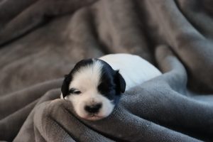 Gracie