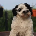 Gracie 3 Monate