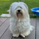 Cailean ca. 1 Jahr 8 Monate