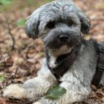 Fiete ca. 1 Jahr 4 Monate