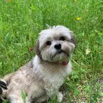 Floxi ca. 5 Jahre