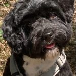 Rudi ca. 1 Jahr 4 Monate