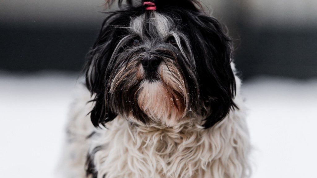 Bailey, hier 3 Jahre, 0 Monate und 5 Tage