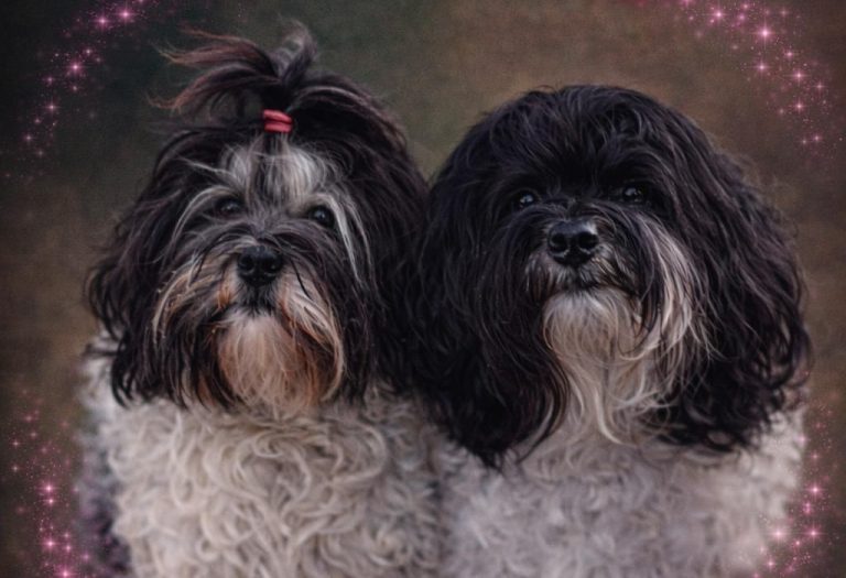 2026-02-21 Wurfankündigung