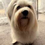Cailean ca. 2 Jahre 4 Monate