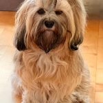Camie ca. 2 Jahre 4 Monate