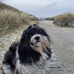 Coco ca. 2 Jahre 4 Monate