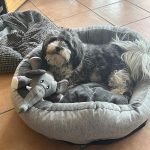 Dowy 2 Jahre