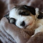 Sammy ca. 4 Wochen