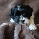 Pippa ca. 4 Wochen