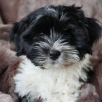 Pippa ca. 11 Wochen