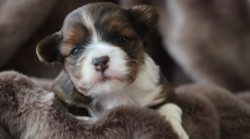 Izzy, 14 Tage alt
