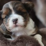 Izzy, 14 Tage alt